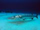 New Barracuda Size Limits Set for Florida
