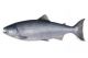 NOAA Spotlight: Central California Coho Salmon