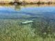 1st Pic of Dead Adult Salmon in Lower Yuba River