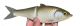 SWIMBAITS ON MY MIND