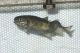 Biologists breed rainbow trout to save disease-ravaged population