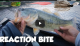 Ca Delta Bass Fishing Reaction Bite Video