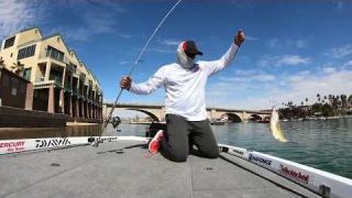 Sight Fishing at Lake Havasu VIDEO
