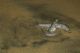 2023 The grunion are coming!