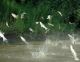 Know The Difference: Invasive Versus Common Carp