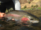 Washington posts new rules: Emergency steelhead fishing restrictions for Snake River system