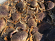 Further delay for start date of California Dungeness crab season