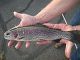 Oregon: Rogue Valley Trout Plant for the Holiday