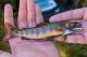 Kirman Lake’s Trophy Trout Fishery Restoration VIDEO