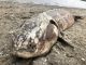 Sturgeon Carcass in SF Bay and Sac/San Joaquin Delta