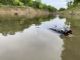 Bass in Flooded Cover