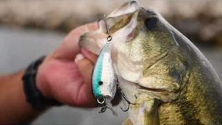 Late fall, early winter Bass fishing tips from MLF Pro Zack Birge