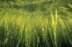 Underwater Grasses Increase in Chesapeake Bay