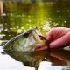 Proposal to Liberalize Regs on Harvest of Largemouth