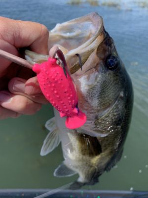 The Buster K Frog
Deps makes several amphibian imitators and they are all unique by American standards. The Buster K is a popping frog with rabbit fur legs and a unique shape.
It has a rattle, weight transfer system for better casting, and an outbarb hook to keep the hook from tearing the bait and to help keep fish pinned.
The Buster K is a unique frog all around and flat out catches fish.
&nbsp;