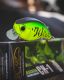 New colors bring bass anglers an option for every situation and forage type