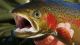Time to address dwindling salmon and steelhead populations
