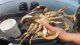 Washington Coast Crab Fishing Closure due to Marine Toxins