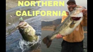 13 Pound Bass Caught