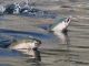 Farming Rainbows Steelhead in Puget Sound