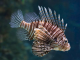 Unstoppable Plague - Lionfish?