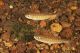 Coho Restored and Flooding Reduced with Habitat Project