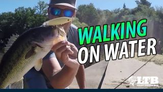 Tackle How-To: Fishing Walking Baits #LTB