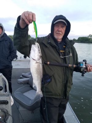 CASTING FOR FEEDING STRIPERS
Besides trolling, anglers can have success with stripers once they have been located by casting to feeding fish or to likely ambush points.
Saldana, Jr. likes the Rattl&rsquo;n Vibe in these instances.
&ldquo;I like to swap the hooks out to bigger and stronger hooks, but they are great casting to rocks with a standard cast and retrieve. Also, don&rsquo;t be afraid to troll 9/16 oz. version,&rdquo; he says.
Luchka prefers big topwaters like the jumbo Yo-Zuri Bull Pop and Surface Cruiser. &ldquo;They are big baits and can cast very far. They are popular for guys on boats who don&rsquo;t want to spook feeding fish as well as the surf fishing guys on the beach,&rdquo; he adds.
Stripers are species that have a loyal following on both coasts and everywhere in between. Knowing about their habits, tendencies and the best lures to catch them will help you land more linesides your next time on the water.
READ RELATED: Lures for Late Summer Bass