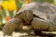 200 Captive Desert Tortoises Need Forever Homes