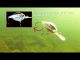 LIVETARGET BAITBALL Series- Threadfin Shad Crankbait