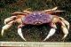 North Coast of Washington Reopens to Crab Fishing