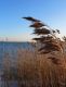 Late summer cattail and emergent vegetation control