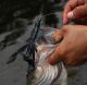 10,000 Fish Brings Zuchi Bug