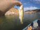 Fishing Oroville Lake This Week | September 13