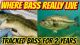 2-Year Study Reveals Where Bass ACTUALLY Live