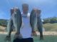 Fishing Report New Melones Lake This Week May 7