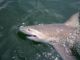 Bull Shark Travels 80 Miles Along Florida Coast in 128 Days