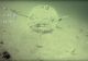 Rare Fish Behavior on Video