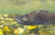 October’s atmospheric river triggered a rush of breeding Chinook salmon