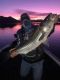 Diamond Valley Early Morning Striper