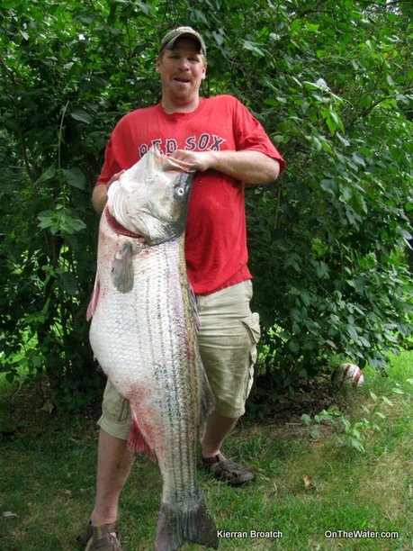 greg-myerson-potential-record-striped-bass.jpg