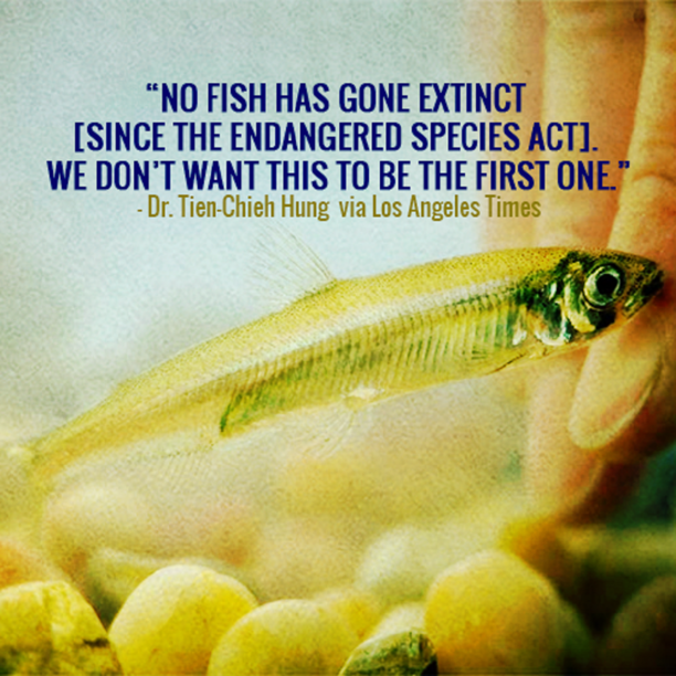 no fish has gone extinct since the endangered species act delta smelt.png