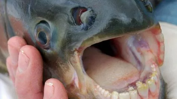 fish with human teeth in arizona fishing waters.png