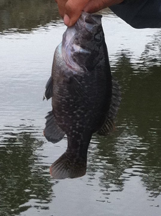 crappie.jpg