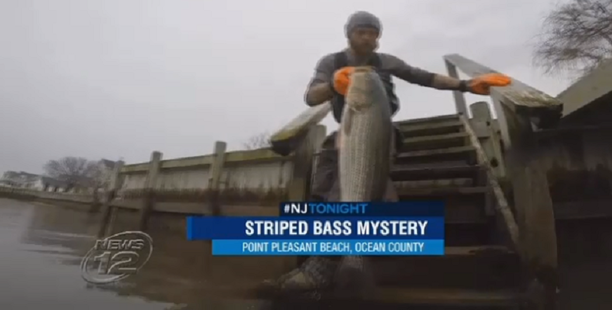 striped bass saved from landlocked lake.png