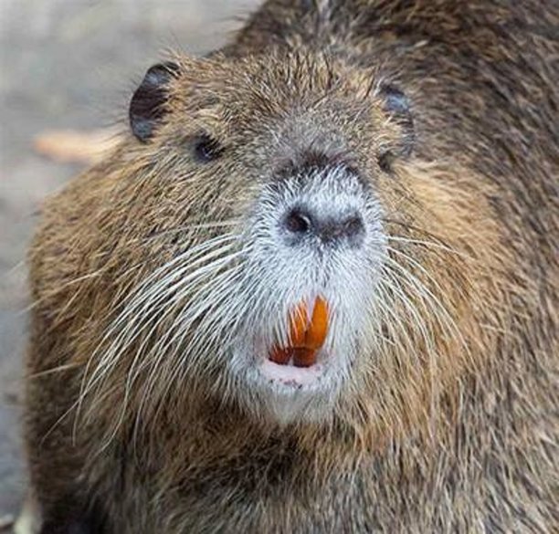 Nutria Rodent found in Delta California.jpg