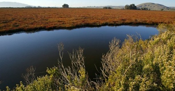 Mudflat as far as the eye can see, vast stretches of lush pickleweed marsh, and a sense of solitude in the midst of seven million people best describe San Pablo Bay National Wildlife Refuge..jpg