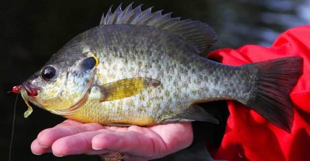 sunfish in june.jpg