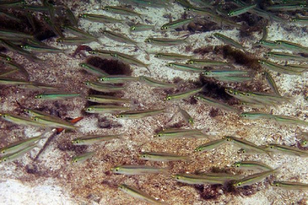 herring swimming.jpg