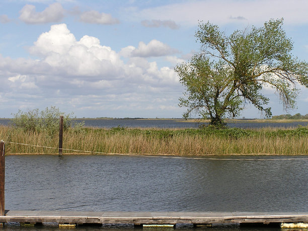 restoring franks tract california delta.jpg